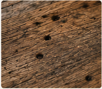 Reclaimed Wood Species Sample
